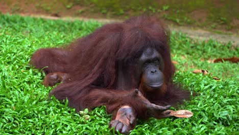 a female borneon orangutan (pongo pygmaeus) resting on the ground, close up shot capturing a critically endangered wildlife species, great ape native to southeast asia