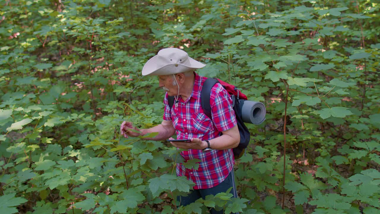 활발한 노인 노인 할아버지 모험가 숲의 나무, 식물과 그녀의 디지털 태블릿을 탐험