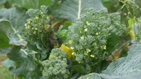 broccoli flower buds infected by over-fertilization