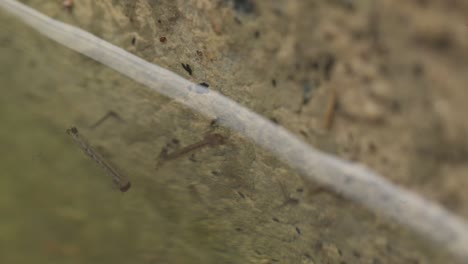 larvas de mosquito aedes en depósitos de agua estacionaria