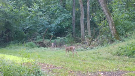 whitetail deer doe followed by her yearly cautiously walking into the woods from a trail in late summer in the midwest