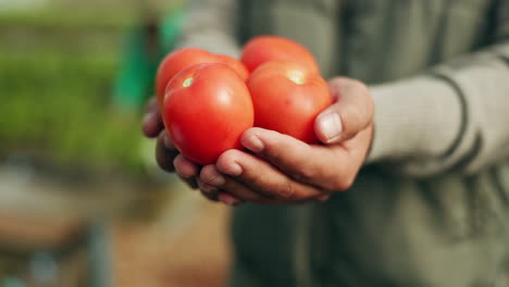 Manos,-Cosecha-De-Tomate-Y-Primer-Plano-En-La-Granja