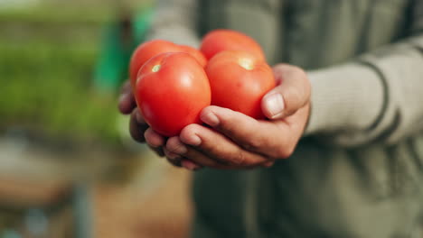 manos, cosecha de tomate y primer plano en la granja