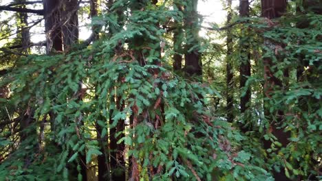 Green-Jungle-Trees-Against-clear-Sky-and-Shining-Sun