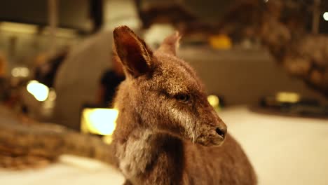 taxidermy kangaroo exhibit in edinburgh museum