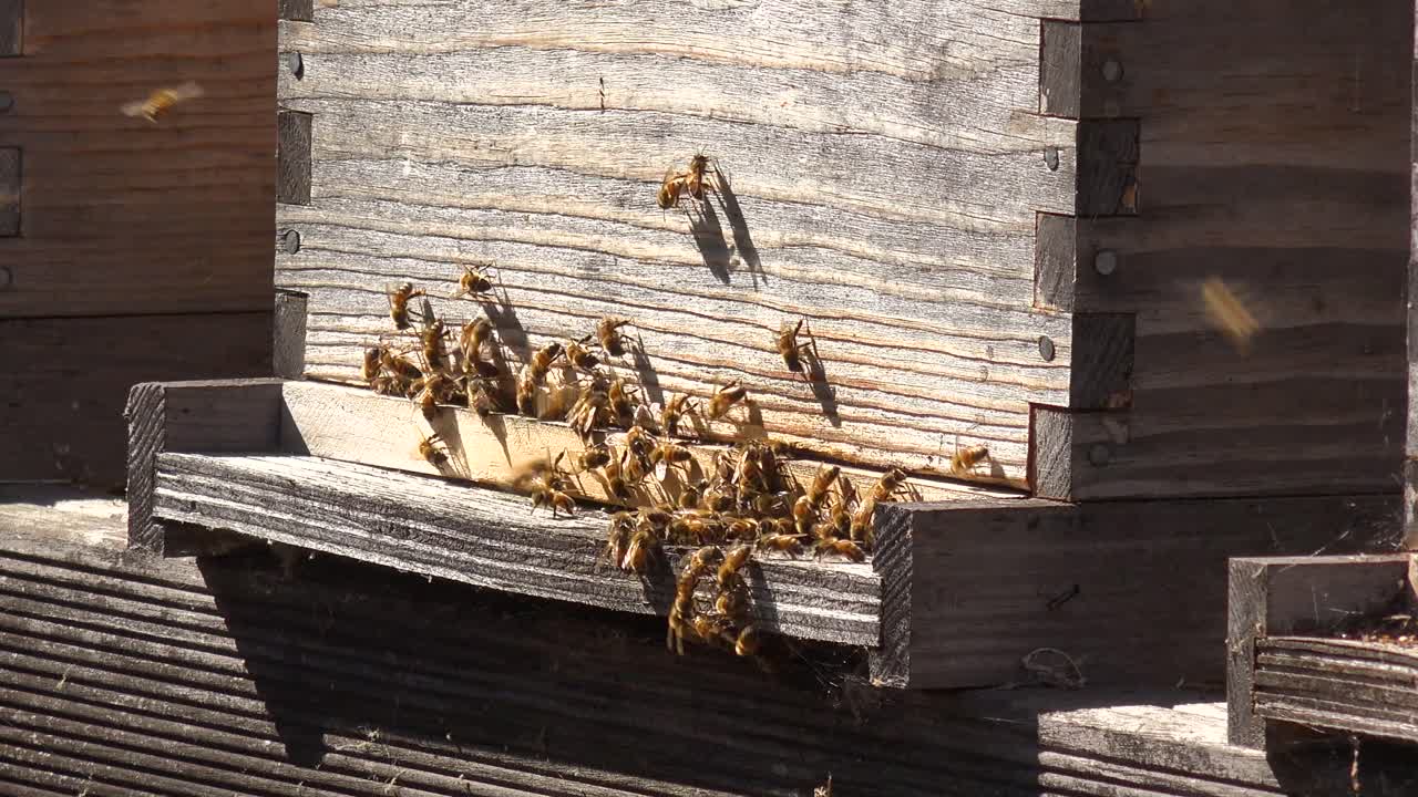 el primer plano de las abejas ingresa una caja de abejas, un ejemplo de apicultura.