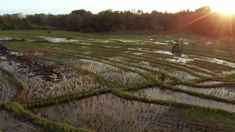 Campos-De-Arroz-Inundados-En-La-Temporada-De-Lluvias-Tropicales-Con-Brillo-Del-Atardecer-Y-Reflejo-Del-Agua-En-Canggu,-Bali,-Indonesia.