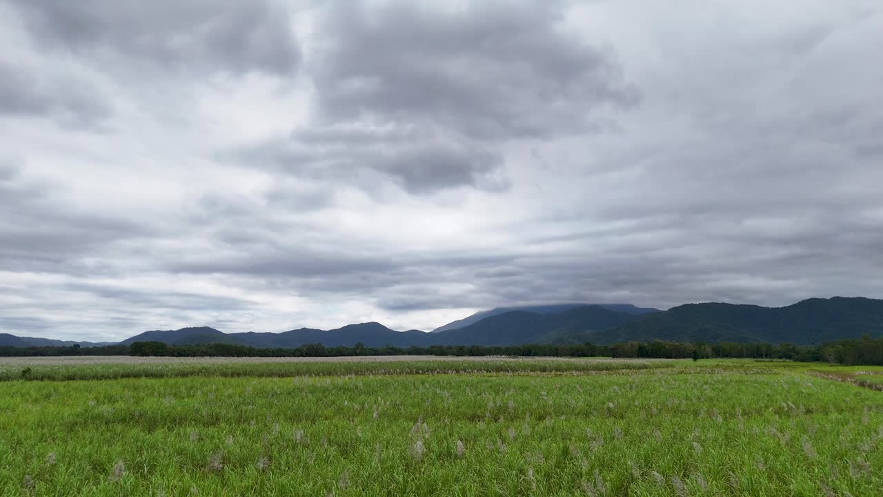 Aerial view of expansive sugarcane fields under cloudy skies, surrounded by rainforest and distant mountains in Port Douglas, Australia