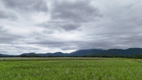 aerial view of expansive sugarcane fields under cloudy skies, surrounded by rainforest and distant mountains in port douglas, australia