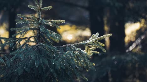 a young pine after the rain