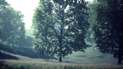 green trees in park and sunlight