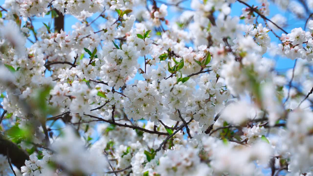 White cherry flowers on the branches. Sunny spring garden
