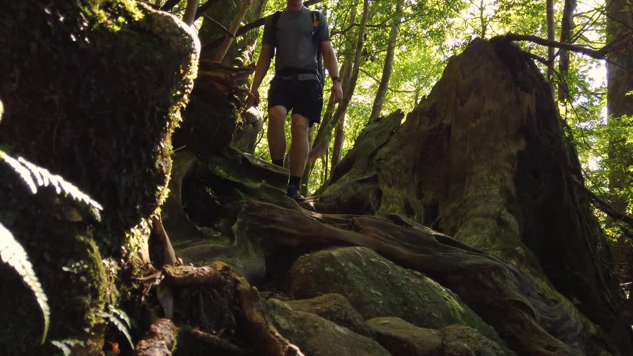 curso de senderismo en el bosque mononoke de yakushima, hombre caminando por el bosque, japón
