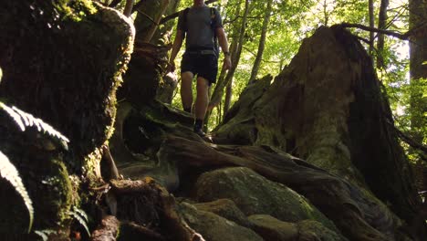 yakushima mononoke forest hiking course, man walking through forest, japan