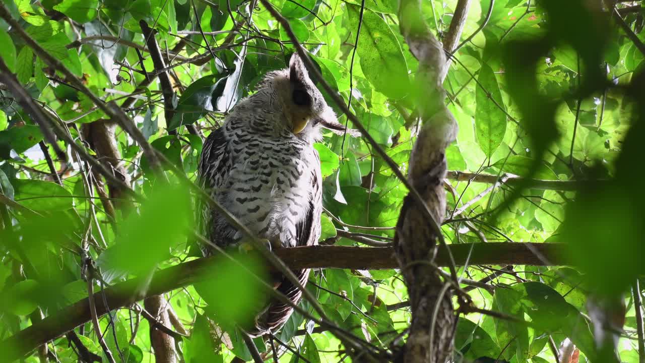 búho real de vientre manchado, bubo nipalensis, juvenil