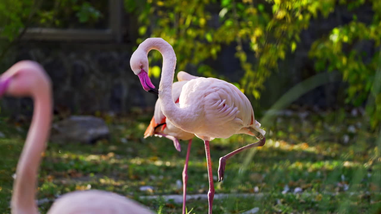 Flamingos in a natural setting