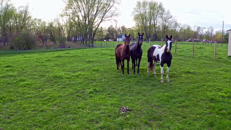 vista aérea de caballos en el campo