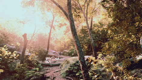 green forest in morning sunlight