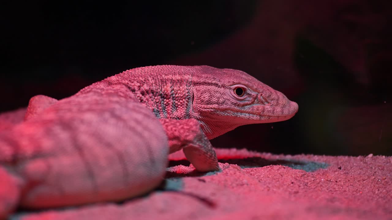 Close-up of a lizard