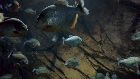 Ein-Glänzender-Fischschwarm-Tief-Unter-Wasser