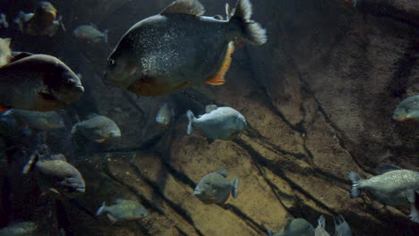 un banco de peces brillante profundamente bajo el agua