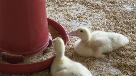 poultry farm. ducklings.