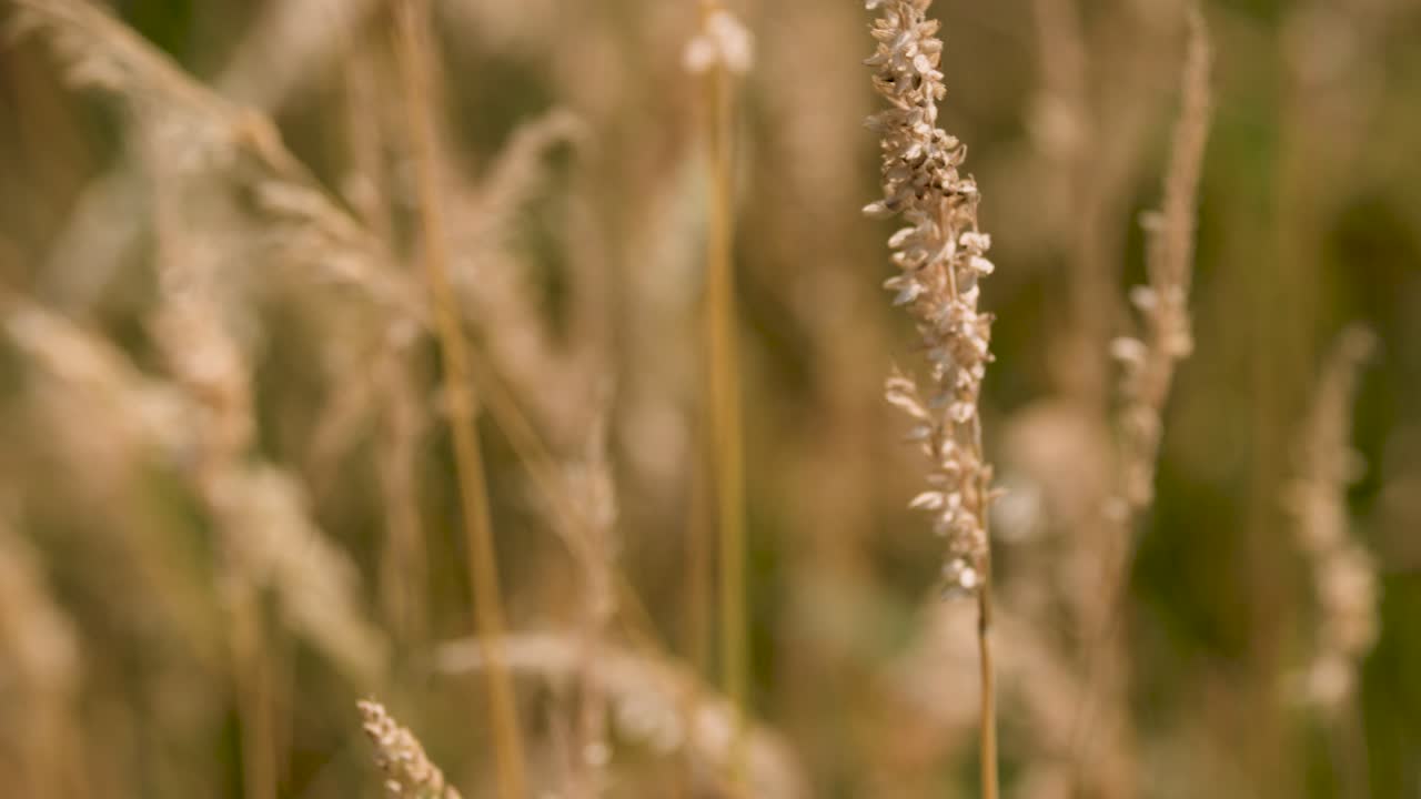 Primo piano di erba selvatica che si muove delicatamente sotto la calda luce del sole, profondità ridotta, ambiente naturale esterno