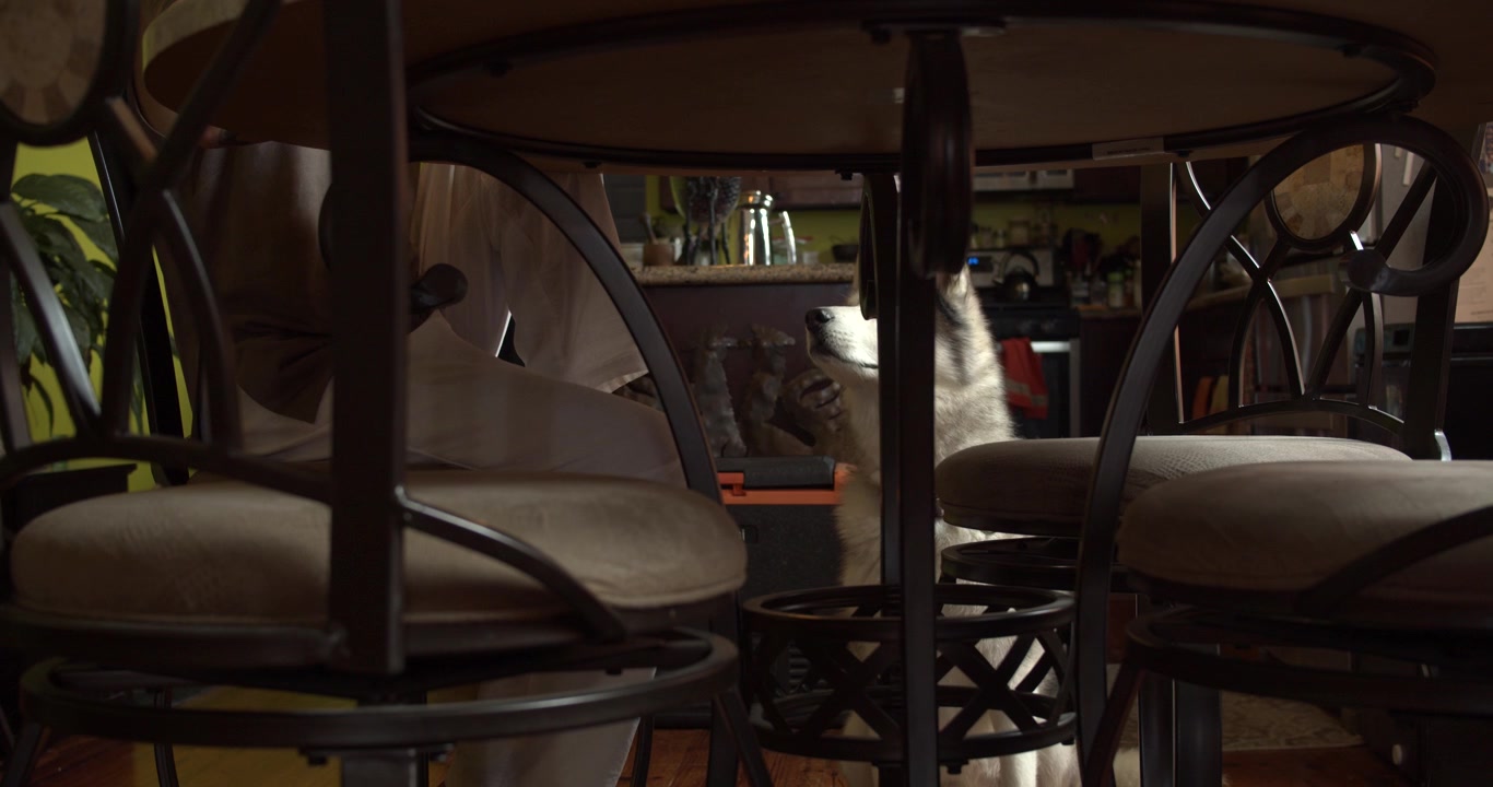 Cane husky dell'Alaska che si rilassa sotto un tavolo da pranzo all'interno di una casa accogliente. Scena di vita domestica calda con mobili confortevoli, illuminazione soffusa e un'atmosfera tranquilla.