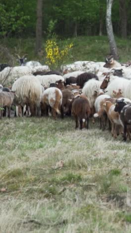 sheep flock in a forest pasture