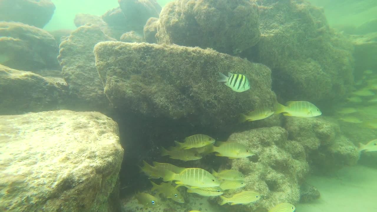 peces buscando comida cerca de la playa mexicana de tulum.