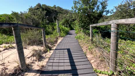 wooden path surrounded by lush greenery