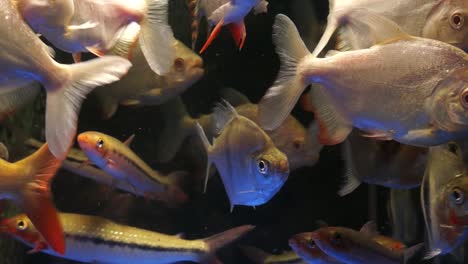 wide shot of a fish tank filled with a variety of fresh water fish, aquarium trade