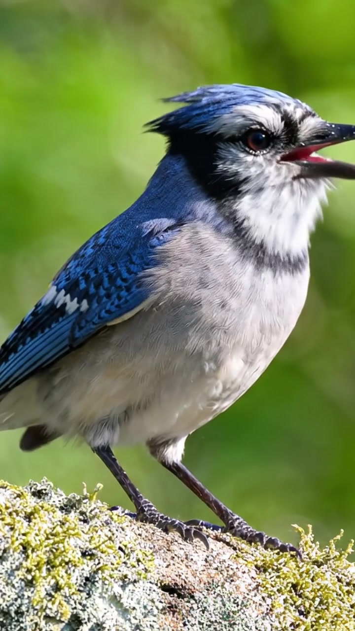 Uno sguardo affascinante alla Ghiandaia Azzurra: Primo piano mozzafiato di un uccello colorato con un sorprendente piumaggio blu su uno sfondo verde naturale