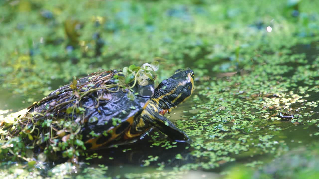 Yellow belly slider turtle dipping its head in water