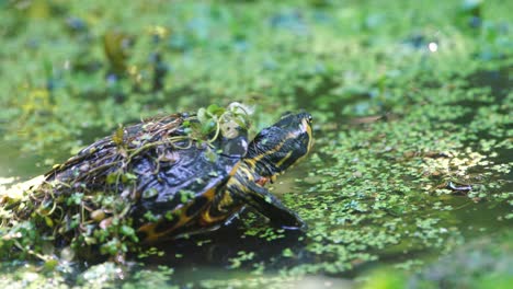 yellow belly slider turtle dipping its head in water