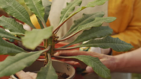 black woman repotting plant with help of colleague in greenhouse