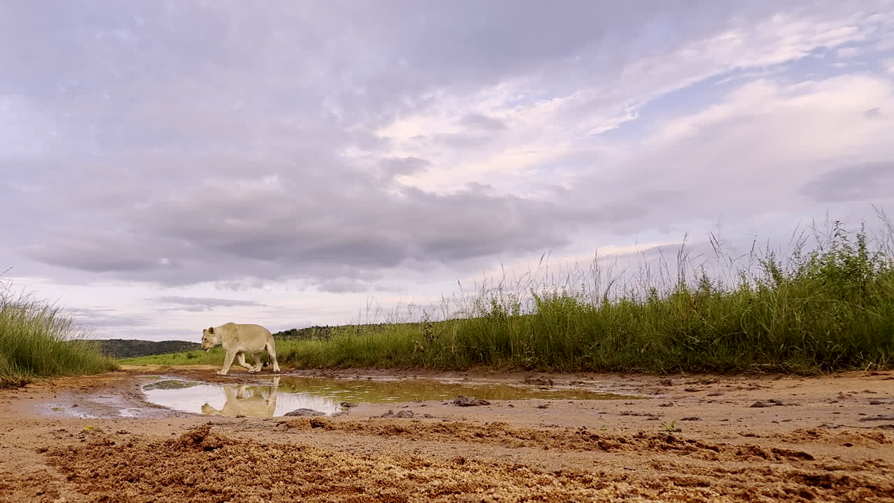 Lioness walking closely by the camera after drinking, walking through a grassy area