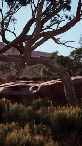 paisaje desértico con árbol retorcido