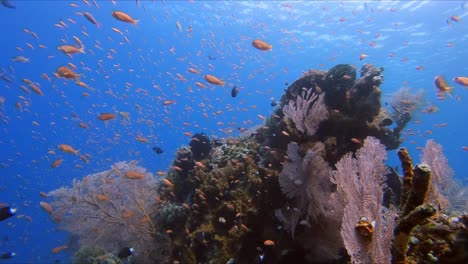 Bunte-Rote-Fahnenbarsche-Schwimmen-In-Der-Meeresströmung-Mit-Rosa-Seefächern,-Die-Im-Hintergrund-Winken