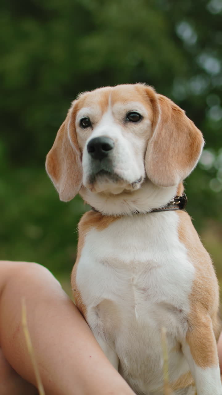 perro sentado atentamente, mirando a la distancia con expresión pensativa, piernas de persona acostada cerca y otro libro de lectura, árboles en el fondo de enfoque suave