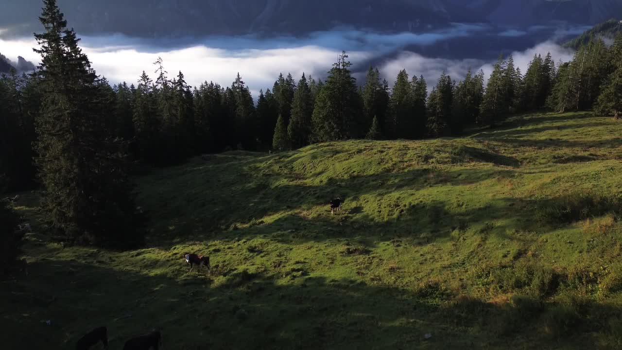 vista aérea de vacas pastando en un paisaje alpino de austria
