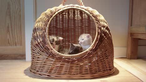 vista frontal de gatitos juveniles lindos jugando luchando en una canasta de mimbre en el interior