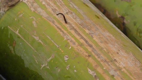 a leech crawls across a bamboo pole in southern india