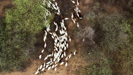 rebaño de cabras caminando en el pasto cerca de la