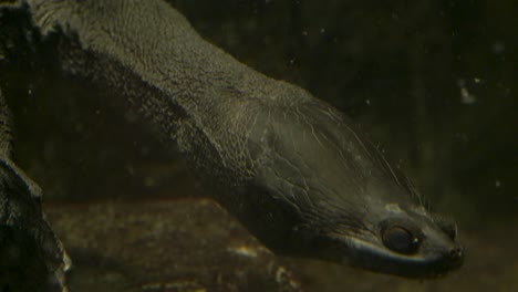 close-up of a pig-nosed turtle