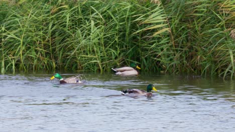 Wildenten-Auf-Einem-Salzwiesensee-An-Der-Küste-Von-Lincolnshire