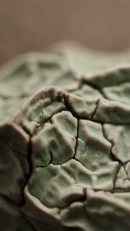 macro close-up of wrinkled green organic texture