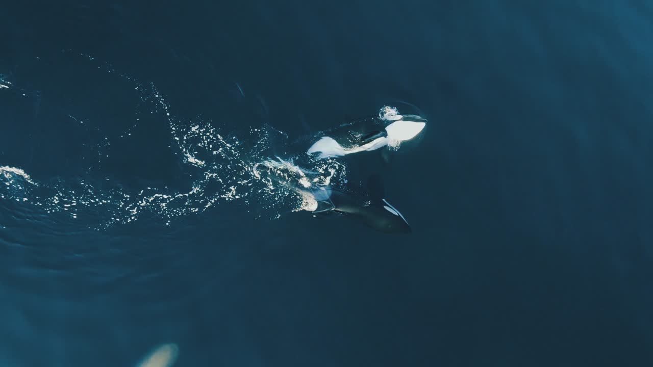 dos orcas nadando juntas en tiro aéreo de patagonia 60fps