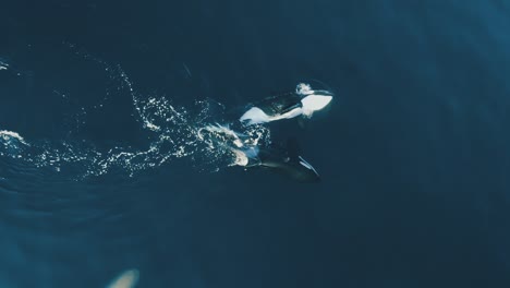 Zwei-Orcas,-Die-Zusammen-In-Patagonien-Schwimmen,-Luftaufnahme-Mit-60-Bildern-Pro-Sekunde