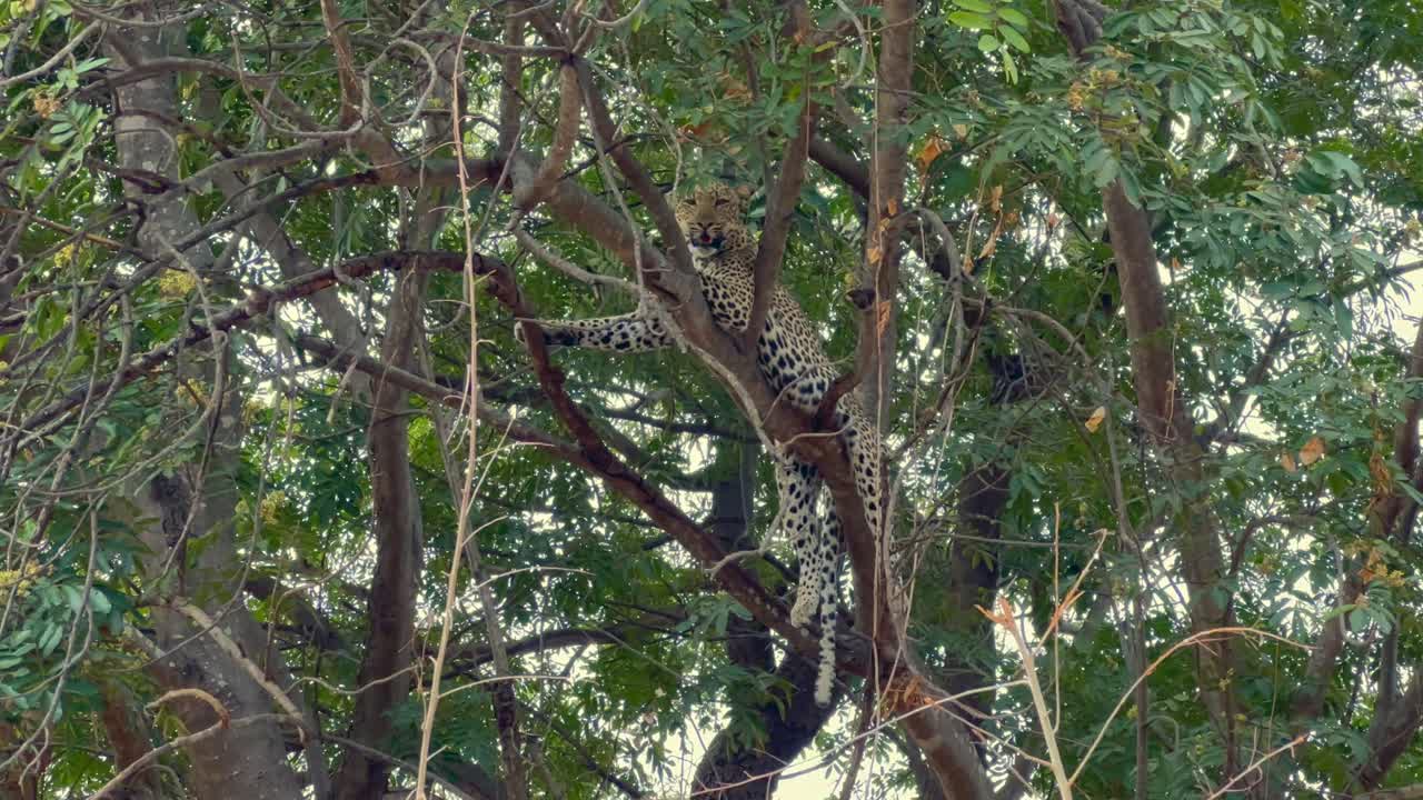 leopardo (panthera pardus) en una rama en el parque nacional de luangwa del sur. zambia.